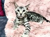 Silver Bengal Cat