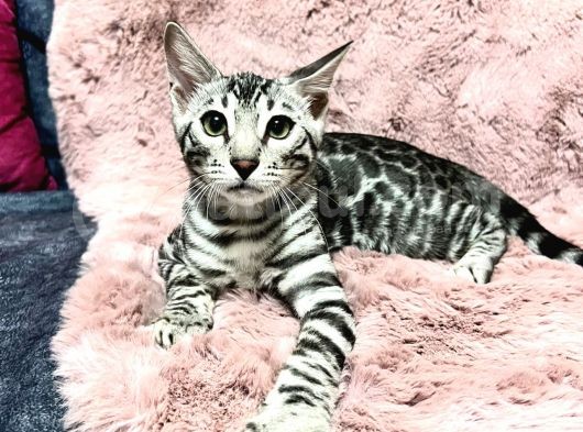 Silver Bengal Cat görsel