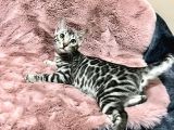 Silver Bengal cat