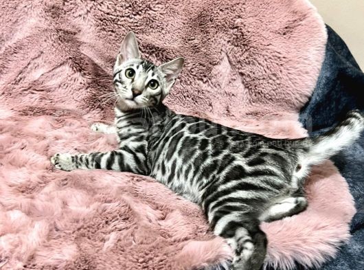 Silver Bengal Cat