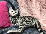 Silver Bengal Cat