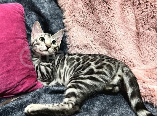 Silver Bengal Cat görsel