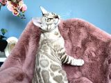 Muhtesem kalitede Snow Bengal kedileri