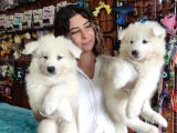Pamuk Tüylü Samoyed Bebekler