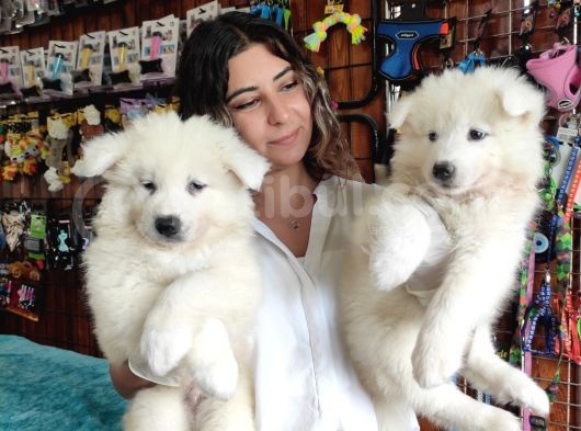 Pamuk Tüylü Samoyed Bebekler görsel