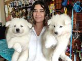 PAMUK TÜYLÜ SAMOYED BEBEKLER