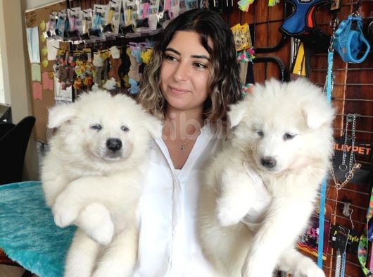Pamuk Tüylü Samoyed Bebekler görsel