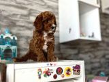 Red Brown Poodle Yavrular