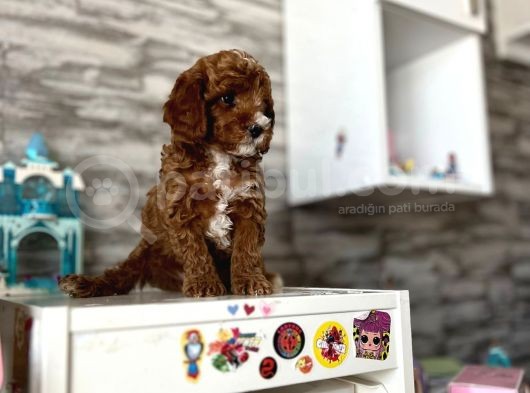 Red Brown Poodle Yavrular görsel