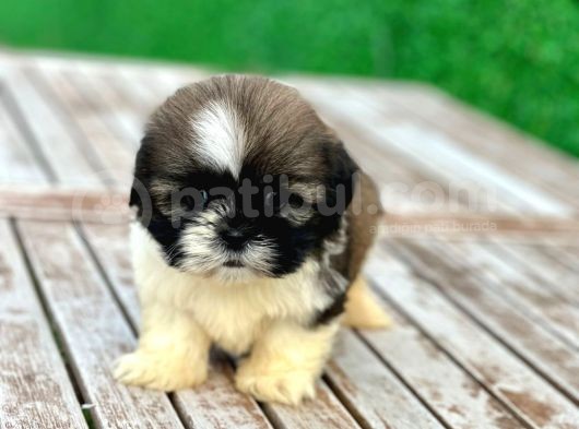 Shihtzu Erkek