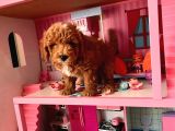 Red Brown Poodle Yavrular