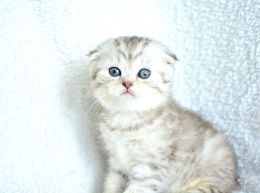 Muhteşem Kalite Silver Scottish Fold