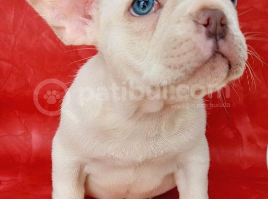 Efsane Güzellikte French Bulldog Platinyum Erkek Yavru görsel