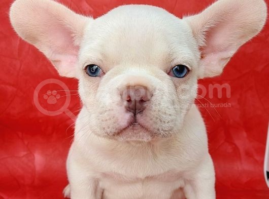 Efsane Güzellikte French Bulldog Platinyum Erkek Yavru görsel