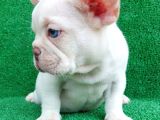 Efsane Güzellikte French Bulldog Platinyum Erkek Yavru