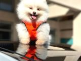 Ayı Surat Pomerian Boo Dünyası