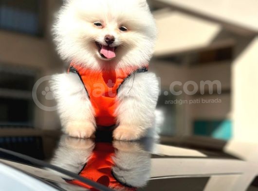 Ayı Surat Pomerian Boo Dünyası görsel