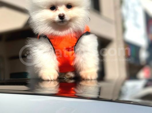 Ayı Surat Pomerian Boo Dünyası