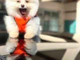 Ayı Surat Pomerian Boo Dünyası