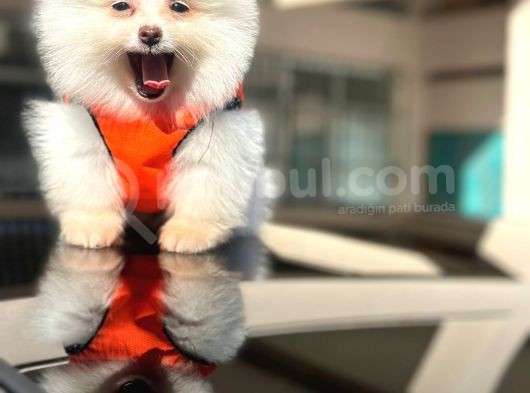 Ayı Surat Pomerian Boo Dünyası görsel
