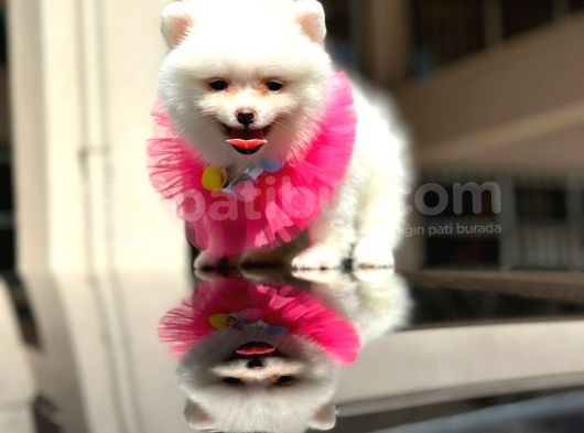 Pomerian Boo Dünyası görsel