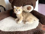 GOLDEN BRİTİSH SHORTHAİR BEBEKLERİMİZ