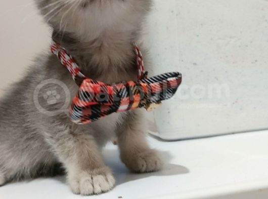 Yakışıklı Prens Ve Güzel Prenseslerim görsel