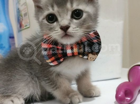 Yakışıklı Prens Ve Güzel Prenseslerim görsel