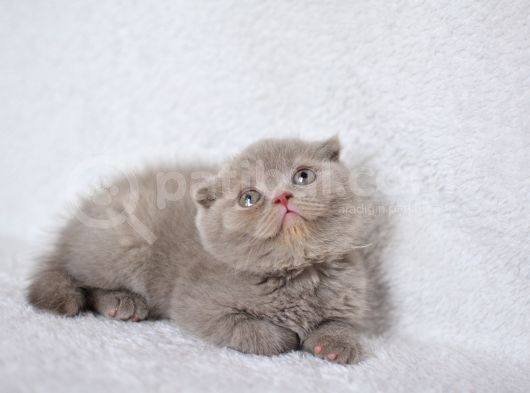 Duru Güzelliği Olan Gri Scottish Fold Yavrumuz