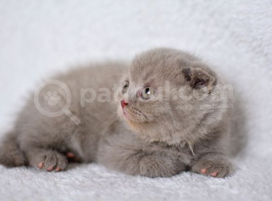 Duru Güzelliği Olan Gri Scottish Fold Yavrumuz görsel