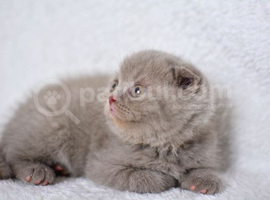 Duru Güzelliği Olan Gri Scottish Fold Yavrumuz görsel