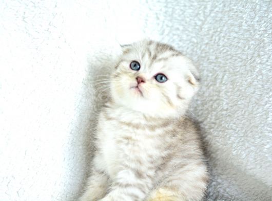 Muhteşem Kalite Silver Scottish Fold görsel
