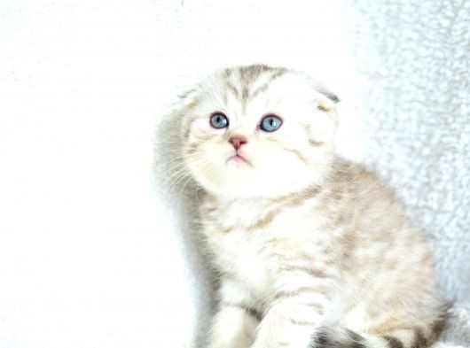 Muhteşem Kalite Silver Scottish Fold görsel