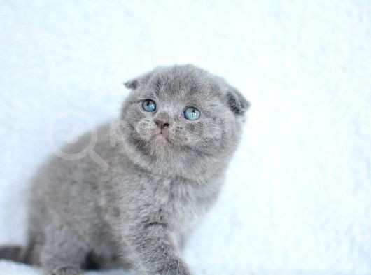 Topaç Gibi Yusyuvarlak Gri Scottish Fold