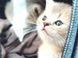 Yakışıklı Prens Ve Güzel Prenseslerim