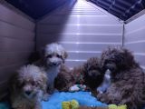 A SCR MUHTEŞEM TOY POODLE  YAVRULARIMIZ