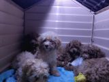 A Scr Muhteşem Toy Poodle  Yavrularimiz