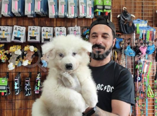 Ayi̇ Yavrusu Samoyed A Kali̇te Irk görsel