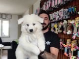 Ayi̇ Yavrusu Samoyed A Kali̇te Irk