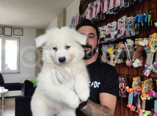 Ayi̇ Yavrusu Samoyed A Kali̇te Irk görsel