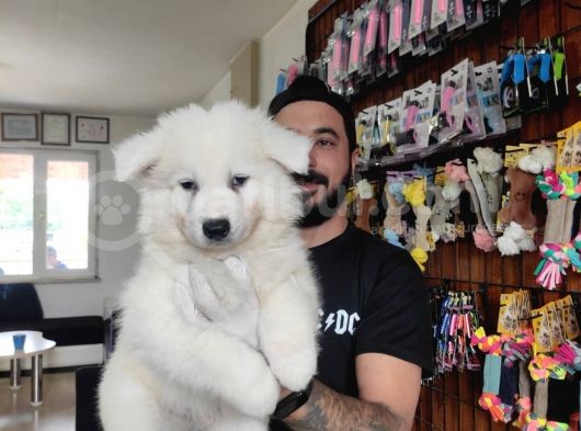 Ayi̇ Yavrusu Samoyed A Kali̇te Irk görsel