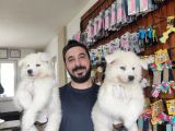 Ayi̇ Yavrusu Samoyed A Kali̇te Irk