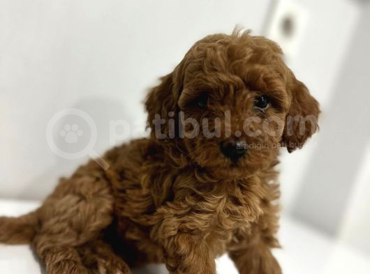Toy Poddle Erkek Ve Di̇şi̇ Yavrular görsel