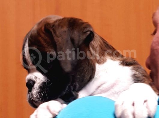 Şecereli Boxer Yavru görsel