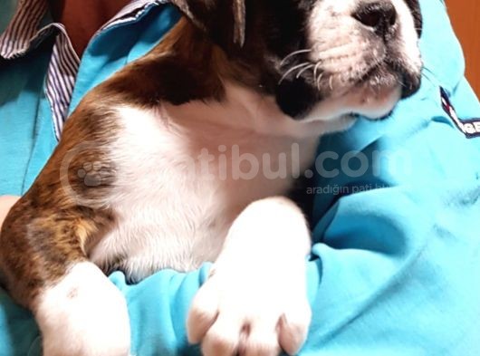 Şecereli Boxer Yavru görsel