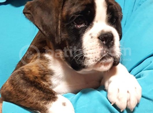Şecereli Boxer Yavru görsel