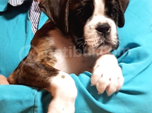 Şecereli Boxer Yavru