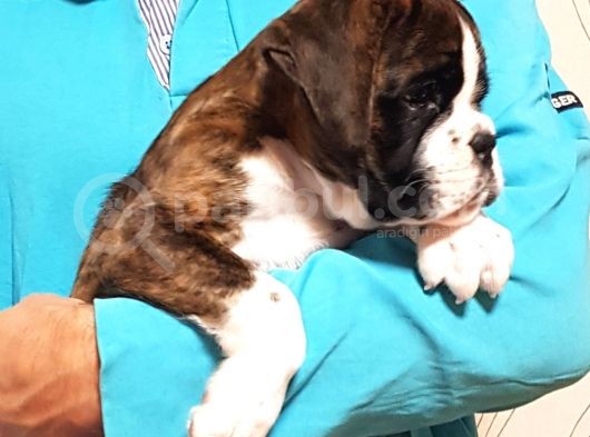 Şecereli Boxer Yavru görsel