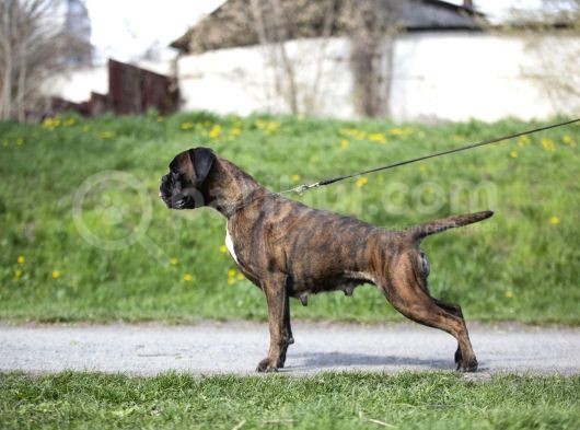 Şecereli Boxer Yavru görsel