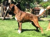Şecereli Boxer Yavru